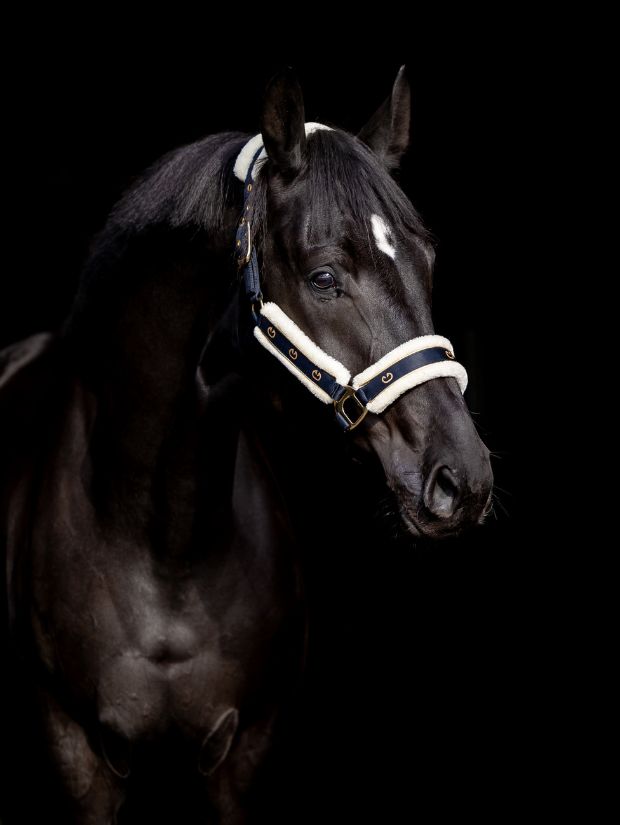 Kantar SatinPro gold Equus Brand