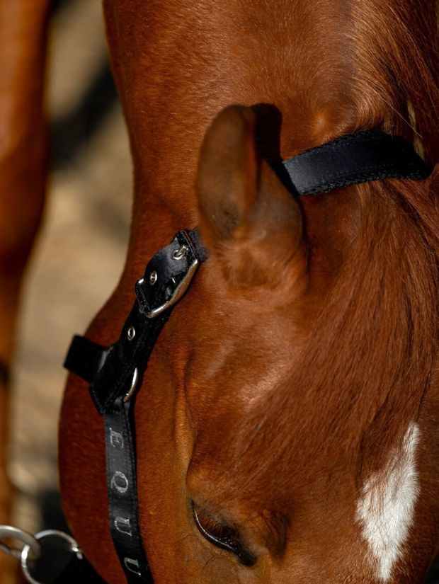 kantar SatinMesh czarny Equus Brand